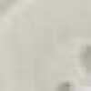 White White