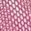 Strawberry Pink Strawberry Pink