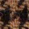 Brown Brown