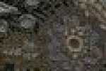 Paisley Black Paisley Black