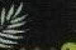 Pineapple-Black Pineapple-Black