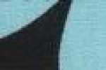 Hibiscus-Black*Blue Hibiscus-Black*Blue