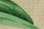 Leaves Bird-Natural
