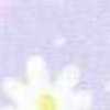 Lavender Lavender