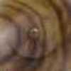 Medium Brown Medium Brown