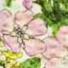 Pink Pink