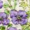 Purple Purple