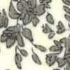 Ivory × Beige