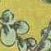 Mustard Mustard