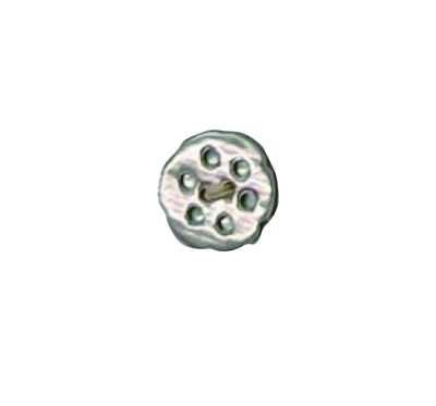 506 8-hole Takase Shell Button