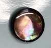 6660 Rimmed Brown Shell Button
