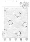 7025-210-1 50 Broadcloth Embroidery