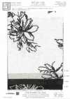 KCL524-D681 Rayon Linen Canvas Embroidery
