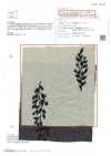 ON43699NA Linen Linen Denim-like Embroidery 4inch Harvest (Natural Color)