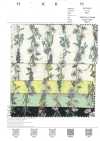 3027-650-1 60 Lawn Stripe Floral